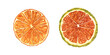 © Masha_tolk_art - Dried citrus slices set watercolor illustration on isolated background. Orange and lime slice clip art. Traditional aromatic ingredients for Christmas baking, mulled wine or alcohol free drink decor.