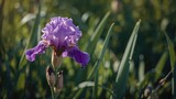 Purple flower of Iris, Kosaciec Syberyjski Irys - Iris Sibirica