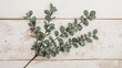 © Lasvu - Eucalyptus branches and leaves on rustic wooden white background. Minimal eucalyptus on white board. Flat lay, top view, copy space