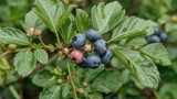 Vaccinium Corymbosum, The Northern Highbush Blueberry plant with fruit in the garden. Blueberries - Delicious, healthy berry fruit.