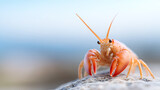 Rare orange lobster perched on a rock against a blurred, serene backdrop, showcasing vibrant colors and intricate details in a captivating crustacean portrait.