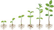 © Shihab Creative - Sequential growth stages of a plant from sprout to a young sapling, illustrating nature's development, organic process, and ecology, isolated vector graphic on white background.