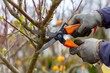 © Liza - A close-up shot of gloved hands using orange pruning shears to trim branches in a garden.