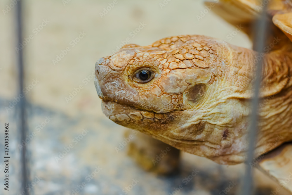 Head of the Asian forest Tortoise also known Manouria Emys. This ...