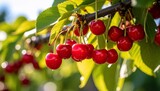Ripe cherries hanging from a branch with bathed in sunlight summer harvest.