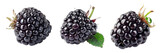 Beautifully arranged blackberries in sharp focus showcase intricate textures color variations