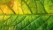 © peci - Close-up leaf veins, vibrant colors (1)