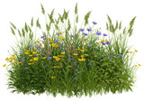 Isolated wildflower patch, lush summer meadow blooms, tall grass plants, scenic herbal groundcover