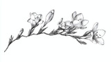 Elegant monochrome depiction of a freesia flower branch