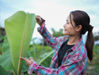 © buraratn - Woman examines large green banana leaf in lush garden, showcasing her connection to nature and agriculture. Her plaid shirt adds casual touch to serene outdoor setting