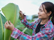 © buraratn - Young woman examines large green leaf in lush agricultural setting, showcasing her connection to nature and farming. vibrant greenery surrounds her, highlighting beauty of environment