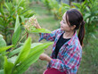 © buraratn - Woman in plaid shirt smiles while tending to flowers in lush garden, showcasing her connection with nature and joy in gardening