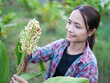 © buraratn - Woman examines flowering plant in lush green field, showcasing her connection to nature and beauty of agriculture. Her smile reflects joy and appreciation for environment