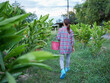 © buraratn - Person walking through lush garden, carrying pink basket, surrounded by green plants and trees, enjoying nature and outdoors. scene conveys sense of tranquility and connection to environment