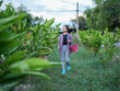 © buraratn - Woman walks through lush green field, carrying basket, dressed in casual attire. scene conveys sense of tranquility and connection to nature