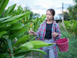 © buraratn - Woman walks through lush green field, carefully tending to plants. She wears plaid shirt and holds pink bucket, embodying sense of dedication and connection to nature