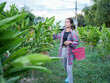 © buraratn - Young woman in plaid shirt walks through lush green field, carrying pink bucket. She appears focused and engaged in her task among vibrant plants