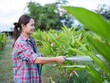 © buraratn - Woman watering plants in garden, showcasing her dedication to gardening and nurturing nature. lush greenery around her adds to serene atmosphere
