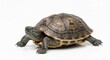 © arif - Terrestrial turtle with geometric shell pattern, posing on bright white background