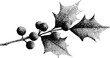 © Artem - Vintage style holly sprig with berries design for holiday greeting cards