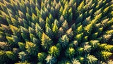 High angle view of a dense coniferous forest with a vibrant mosaic of green foliage, captured in warm sunlight, showcasing varied shades of green and intricate tree patterns for a natural