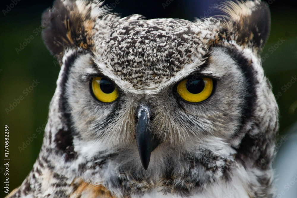 great horned owl