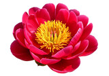 Vibrant pink peony flower with a bright yellow center isolated on transparent background
