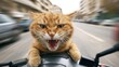 © PaulShlykov - Wild cat enjoying a thrilling ride on a motorcycle through a busy city street in broad daylight