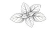© Kiara - Elegant monochrome drawing of basil leaves, delicate botanical illustration