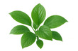 © PNG Kingdom  - Lush green plant sprout growing, fresh vibrant leaves on transparent background symbolizing growth and nature