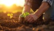 © Nuri - Gardener carefully plants a seedling in soil bathed by golden sunlight
