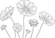 © Mehedy - Delicate line drawing of blooming cosmos flowers and buds floral botanical