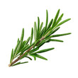 © Radianshots - Bright green rosemary sprig showcases its aromatic leaves, ideal for seasoning savory meals and enhancing flavors