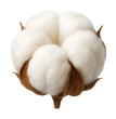 © OMD - White cotton boll with soft fibers and brown dried husks.