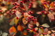 © asauriet - Bright red berries growing on a tree in the autumn season, a natural background for calendars and nature posters
