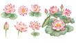 © liana - A beautiful collection of watercolor pink lotus flowers, featuring delicate petals in soft pink hues with green leaves and stems, isolated on a transparent background.