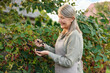 © New Africa - Senior woman picking ripe blackberries from bush in garden