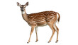© Leo Nasi - A deer isolated on transparent background - Generative AI