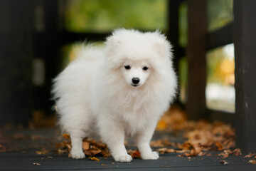  white pomeranian small dog puppy