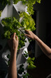 © dikushin - Vegan female hands using scissors, harvesting fresh lettuce growing in modern vertical hydroponic farm, showcasing sustainable agriculture and innovative food production techniques.