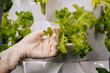 © dikushin - Close-up of green lettuce leaf being examined by gloved hand inside vertical hydroponic farming system, representing sustainable agricultural innovation and modern crop cultivation.