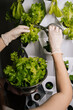 © dikushin - Gardening enthusiast woman cutting fresh lettuce from vertical hydroponic system, revealing sustainable urban farming method with efficient crop cultivation technique. Concept of home gardening.