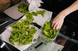 © dikushin - Vegan female placing freshly washed green oakleaf lettuce into plastic container, ensuring freshness preserved after thorough drying on clean white towels, close-up. Concept of indoor farming.