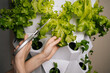 © dikushin - Home gardening enthusiast female using scissors, harvesting fresh lettuce leaves from vertical hydroponic farming system, showcasing sustainable agriculture and modern farming techniques.