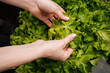 © dikushin - Vegetarian female holding fresh wet green lettuce leaves, preparing for healthy and vibrant salad, emphasizing importance of fresh ingredients in culinary practices. Concept of home gardening.
