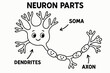 © Coosh448 - Fun Neuron Diagram. Neuron parts children?s coloring book illustration, outlined drawing, labeled diagram showing soma, dendrites, and axon with smiling faces