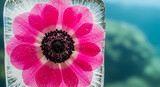 A close up of a pink anemone flower frozen in ice with water droplets and a blurred background