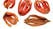 © Sohail - Nutmeg mace spice, aromatic condiment and culinary ingredient isolated PNG with Transparent Background