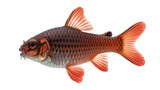 Vibrant cherry barb fish showcasing its striking red coloration and distinctive horizontal stripes against a black background