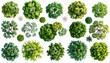 © Rahmat  - Top View Green Tree Collection Isolated on White